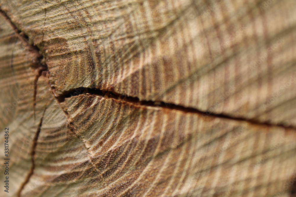 Fototapeta premium Años de experiencia