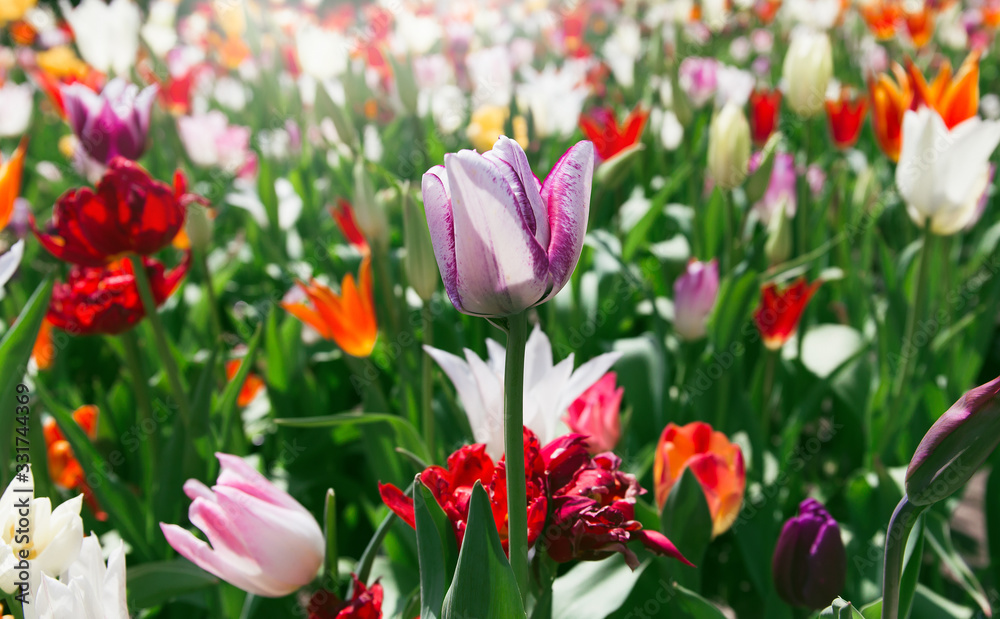 Spring meadow with bright colorful tulip flowers with selective focus. Beautiful nature floral background for card design, web banner and posters Spring meadow with bright colorful tulip flowers with selective focus. Beautiful nature floral background for card design, web banner and posters
