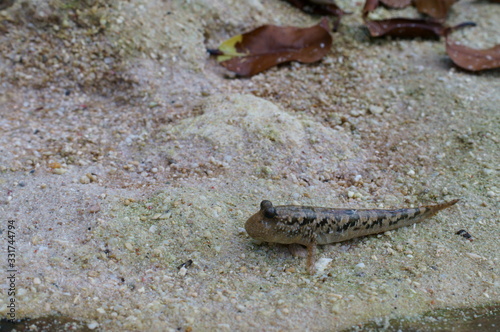 Observe the Barred mudskipper in the aquarium