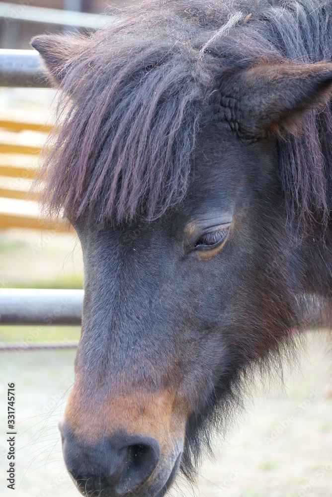 Horse pony with short leg features Horse pony with short leg features