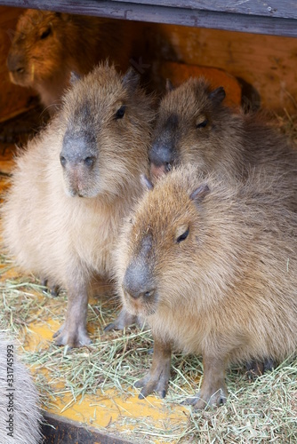Capybara family in the zoo