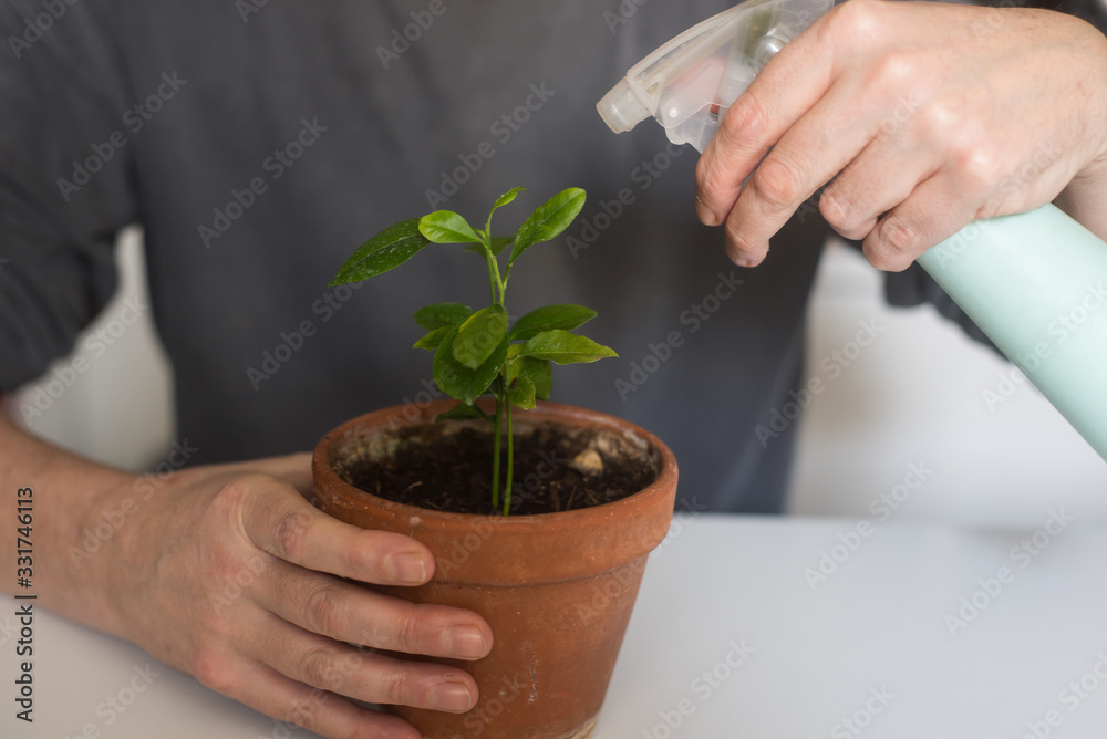 Closeup of hands of man watering a young citrus bonsai at home