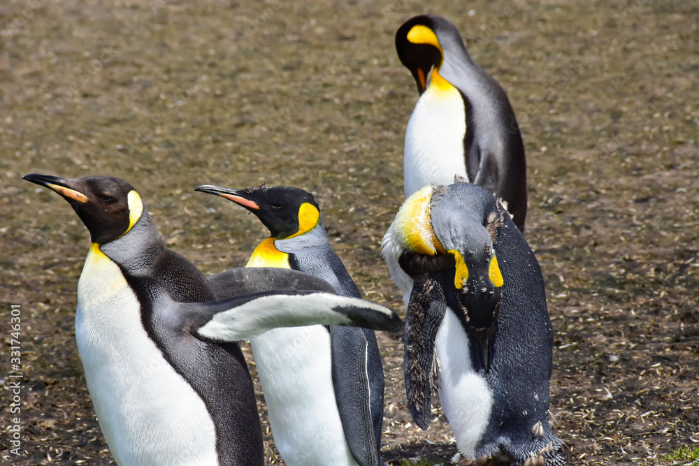Fototapeta premium King Penguins