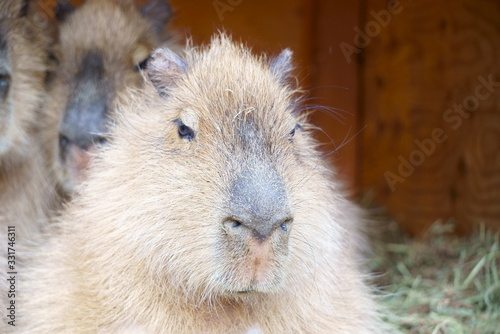 Capybara family in the zoo