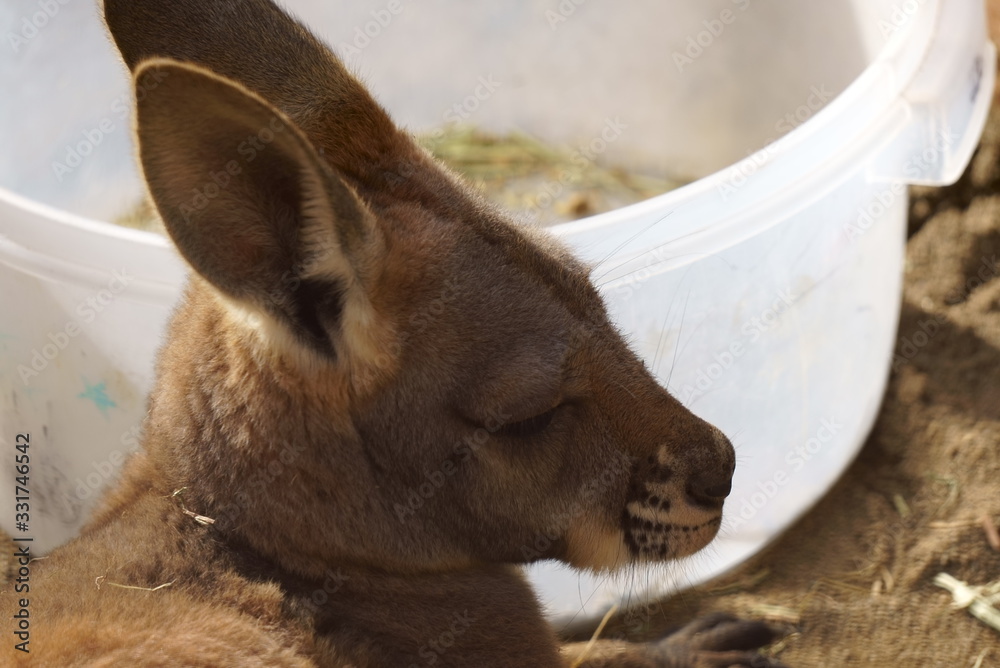 Fototapeta premium Brown kangaroo with big ears