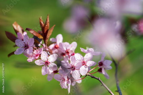 Pink cherry tree blossoms in spring