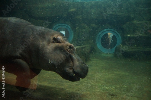 Hippo swimming in the water