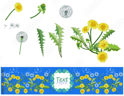 Yellow dandelion flowers with leaves. Set of floral elements for design. Flowers isolated on white. Realistic botanical. A banner with a picture of them on a blue background.
