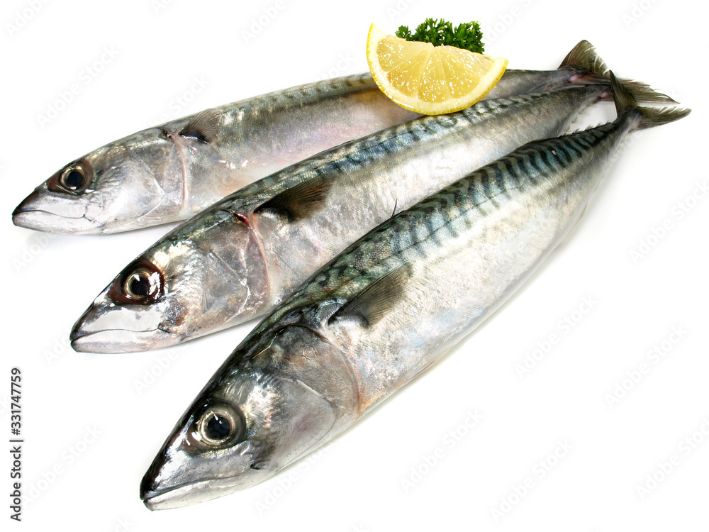 Whole Blue Fin Mackerel - Fish raw on white Background