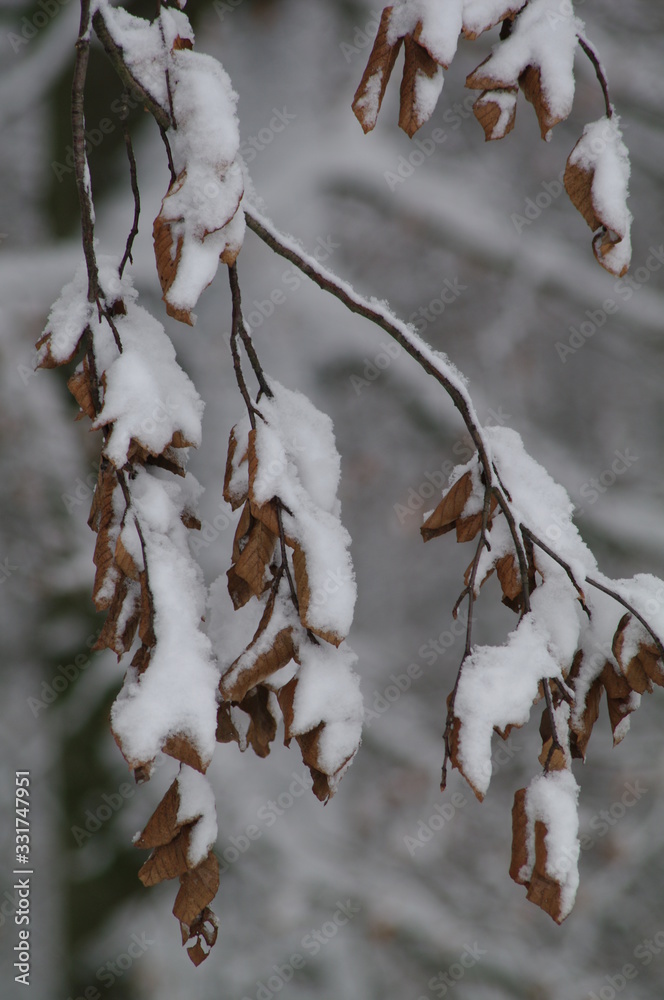 Winterlandschaft, Bäume, Schnee, Winter, Wald, Wege, Frost, Winterlandschaft, Bäume, Schnee, Winter, Wald, Wege, Frost,