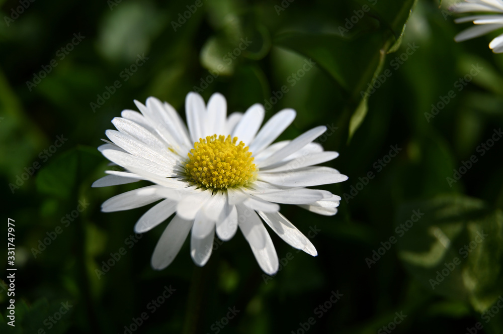 Gänseblümchen Bellis perennis, wiese, grün, makro Gänseblümchen Bellis perennis, wiese, grün, makro