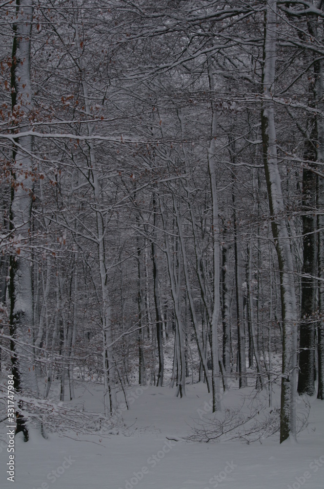 Fototapeta premium Winterlandschaft, Bäume, Schnee, Winter, Wald, Wege, Frost, 