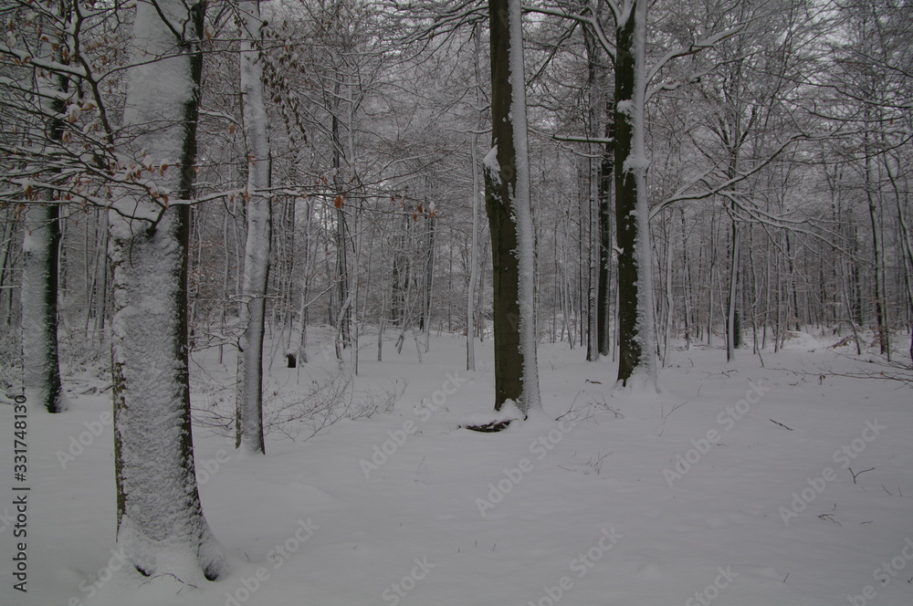 Naklejka premium Winterlandschaft, Bäume, Schnee, Winter, Wald, Wege, Frost, 