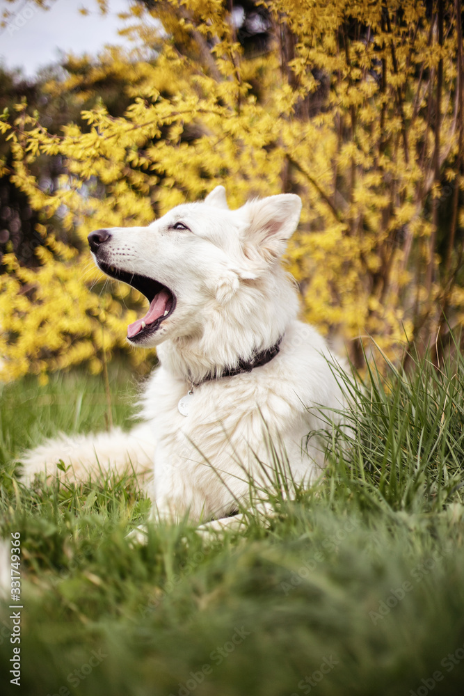 Chien Chien