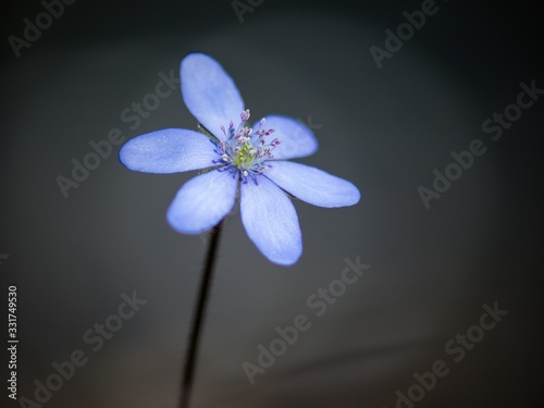 Hepatica is the first colored blue and purple spring flower.