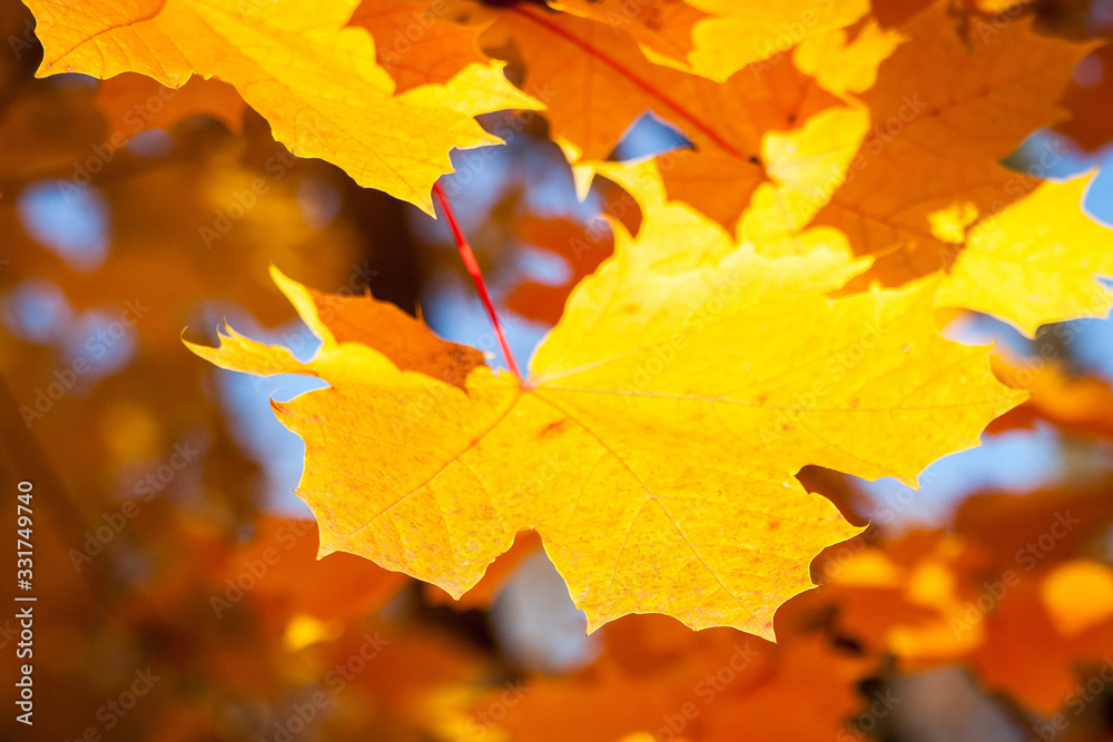 Fototapeta premium Golden Autumn Leaves