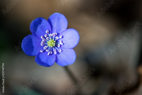 Hepatica is the first colored blue and purple spring flower.