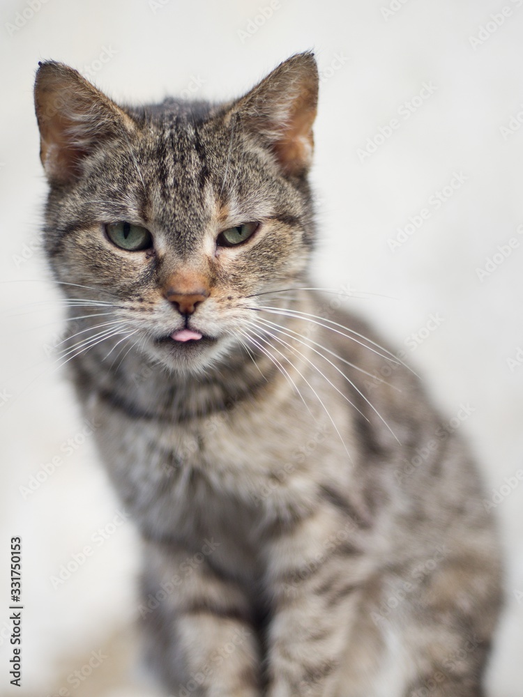 Spotted kitty sitting pet portrait domestic.