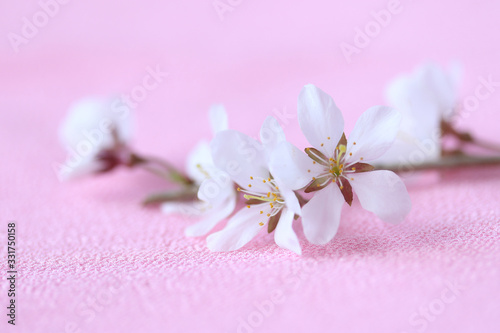 美しい桜の花 （ピンクバック）