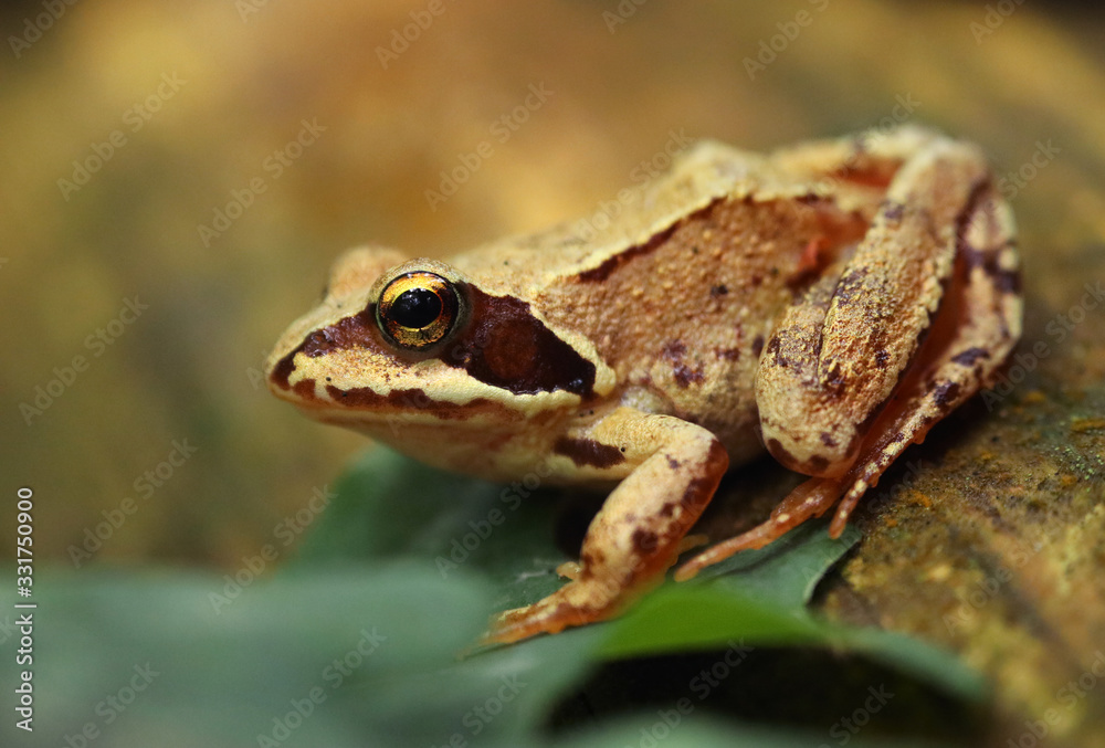 Fotografía macro de una rana patilarga (Rana iberica) con ambiente de bosque. Retrato de una pequeña rana ibérica con colores vivos. Lugo, Galicia, España. Fotografía macro de una rana patilarga (Rana iberica) con ambiente de bosque. Retrato de una pequeña rana ibérica con colores vivos. Lugo, Galicia, España.