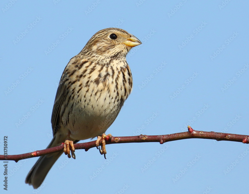 Corn bunting on branch, miliaria calandra Corn bunting on branch, miliaria calandra