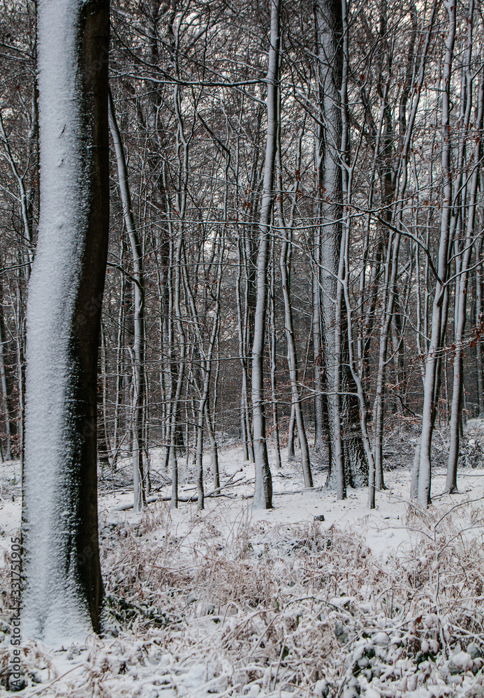 Fototapeta premium Winterlandschaft, Winter, Schnee, Frost, Weg, Feldweg, Bäume, Wald, Landschaft