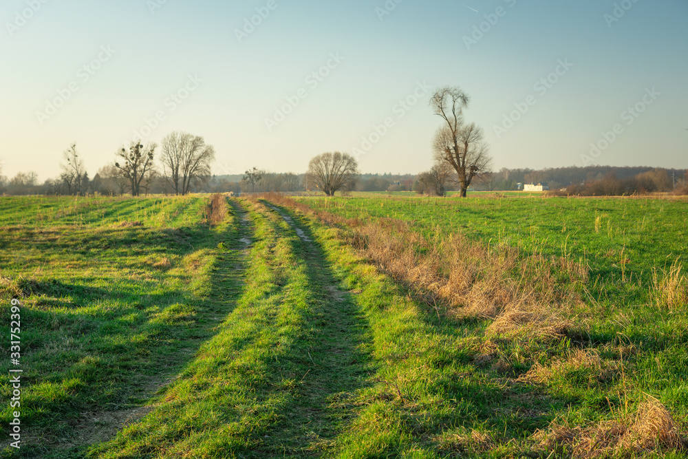 Grassy road through the fields, sunny day