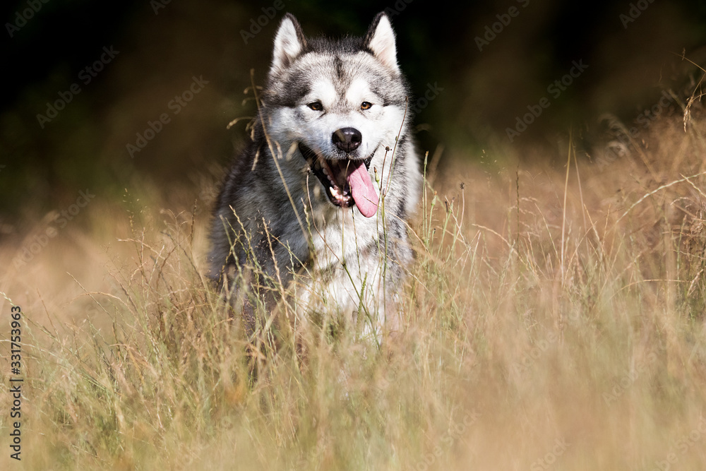 dog for a walk in the summer park, breed Alaskan Malamute
