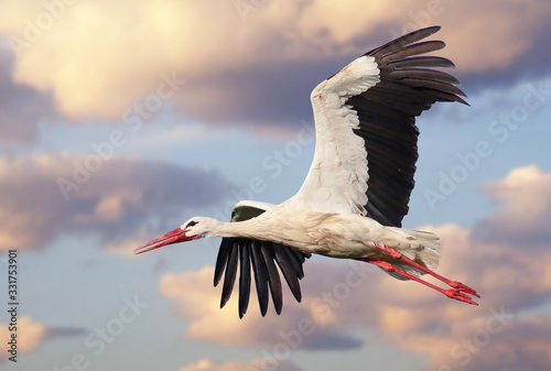 Photos Beautiful white stork (Ciconia ciconia) in flight with a cloudy sky background