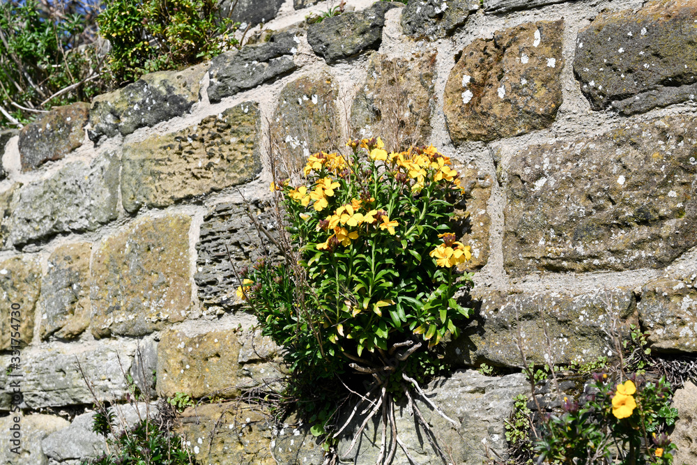 flowers on a church wall flowers on a church wall