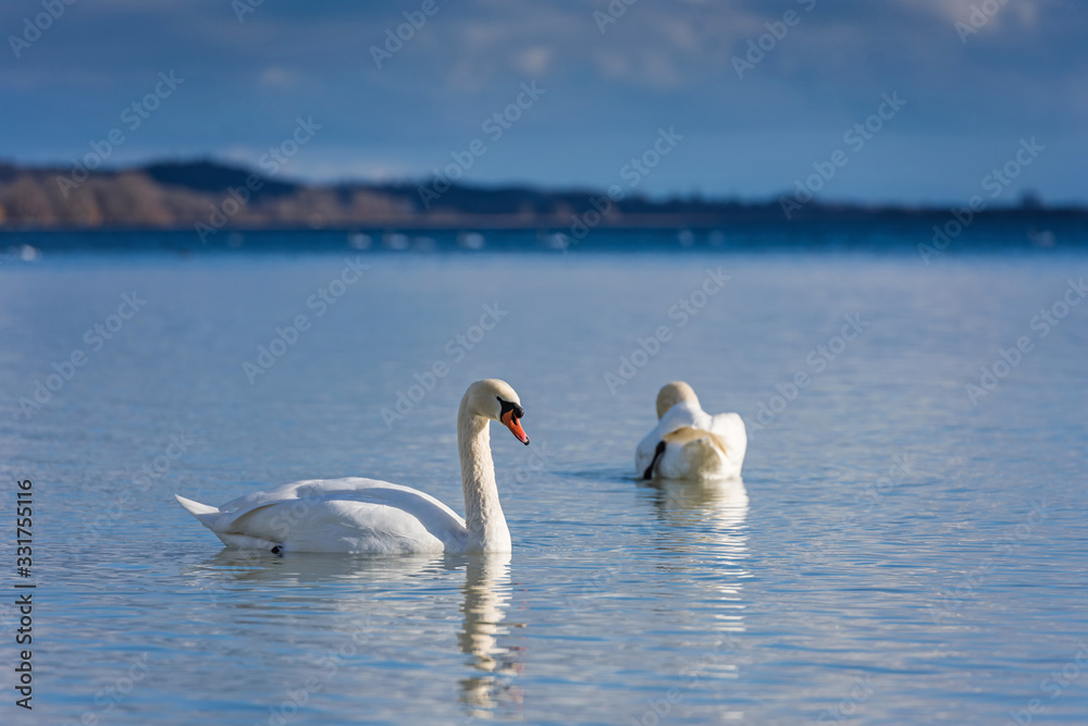 Swan (Cygnus olor) on Lake Constance (Bodensee), nature reserve, Mettnau peninsula, Radolfzell, District of Constance, Baden-Wuerttemberg, Germany Swan (Cygnus olor) on Lake Constance (Bodensee), nature reserve, Mettnau peninsula, Radolfzell, District of Constance, Baden-Wuerttemberg, Germany