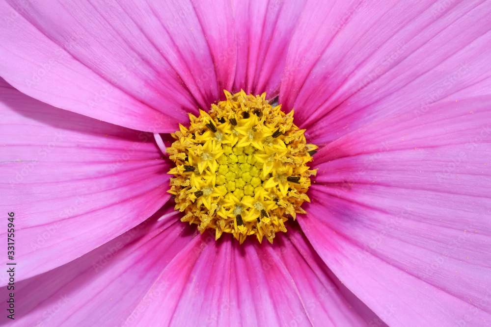 Lila Blüten der Cosmee, Schmuckblume, Schmuckkörbchen, Cosmos bipinnatus Lila Blüten der Cosmee, Schmuckblume, Schmuckkörbchen, Cosmos bipinnatus