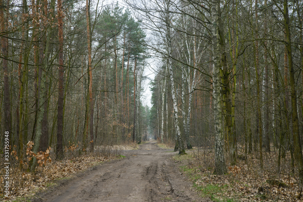 Fototapeta premium dirt road in forest