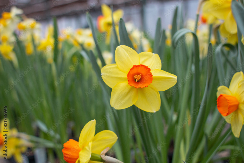 Obraz premium Daffodil 