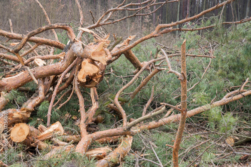 deforestration - cut pine branches