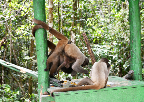 feeding wild monkeys in a national park in the Amazon in Brazil