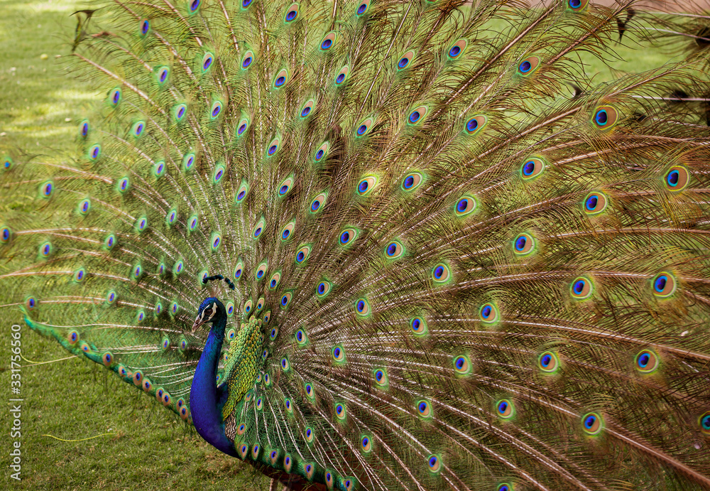 Obraz premium Peacock in the open air. Contact Zoo. Bird. Peacock.