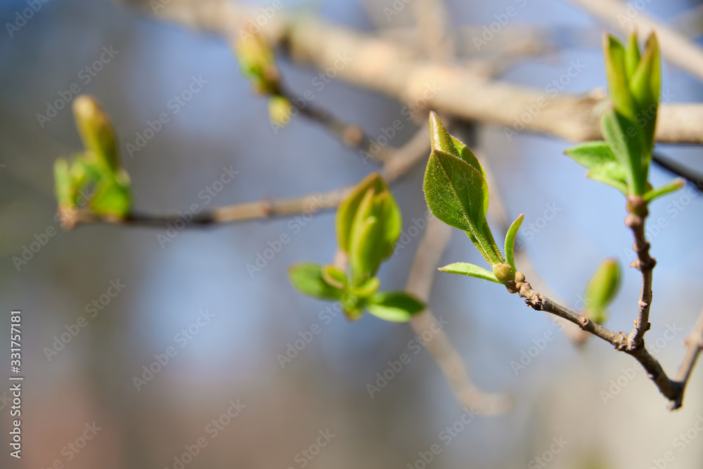 spring buds on trees, blooming and young leaves, bright spring landscape, beautiful background spring buds on trees, blooming and young leaves, bright spring landscape, beautiful background
