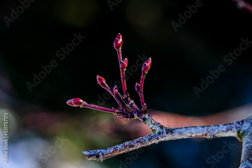 Lindenknospen photo