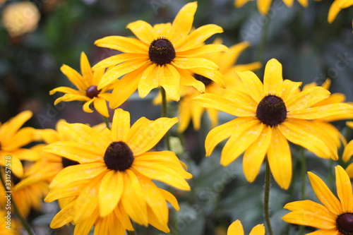Rudbeckia bright yellow flowers with black eyes