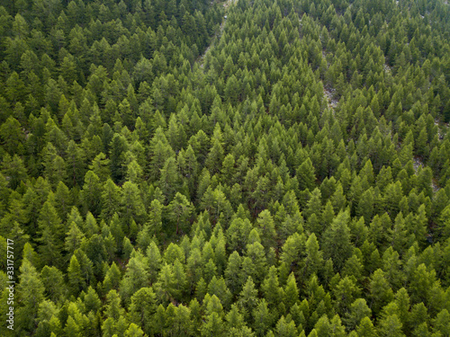 aerial top down view on the green pine forest