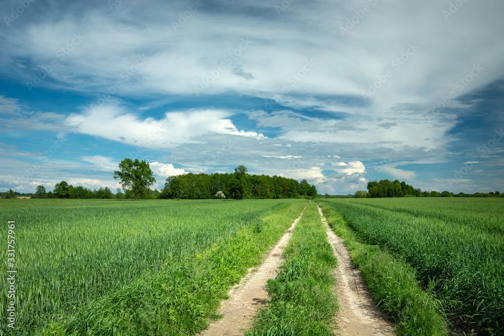 A dirt road through green fields, white clouds on a sky