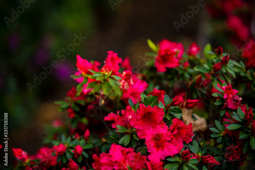 red flowers in the garden © Caleb Warta