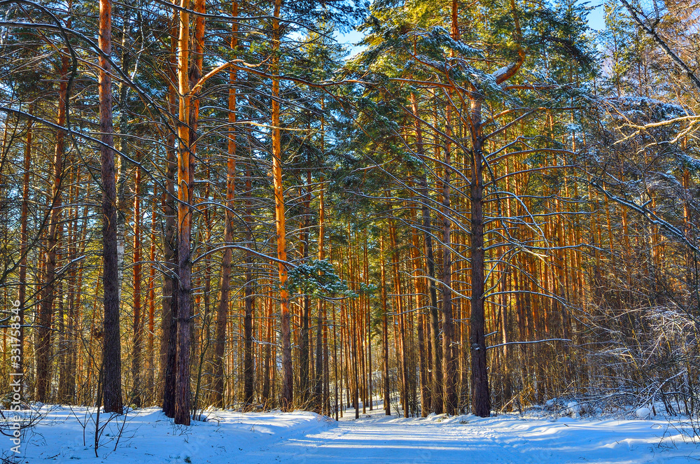 custom made wallpaper toronto digitalWintry snow-covered pine forest on sunny day - fairy tale of wonderland. Healthy frosty air is filled with volatile, bactericidal substances secreted by evergreen conifers. Walk for Prevention and tre