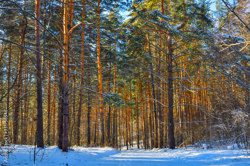 Wallpaper Mural Wintry snow-covered pine forest on sunny day - fairy tale of wonderland. Healthy frosty air is filled with volatile, bactericidal substances secreted by evergreen conifers. Walk for Prevention and tre Torontodigital.ca