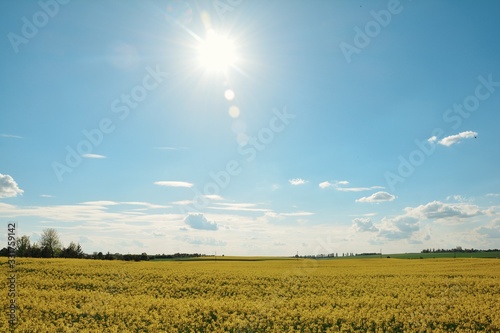 Bright and colourful photo, which was taken in my marvellous Ukrainian village the last summer in golden hour.