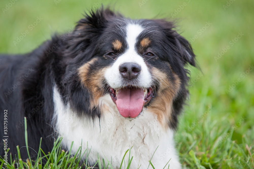 Bernese dog laying in the grass smiling