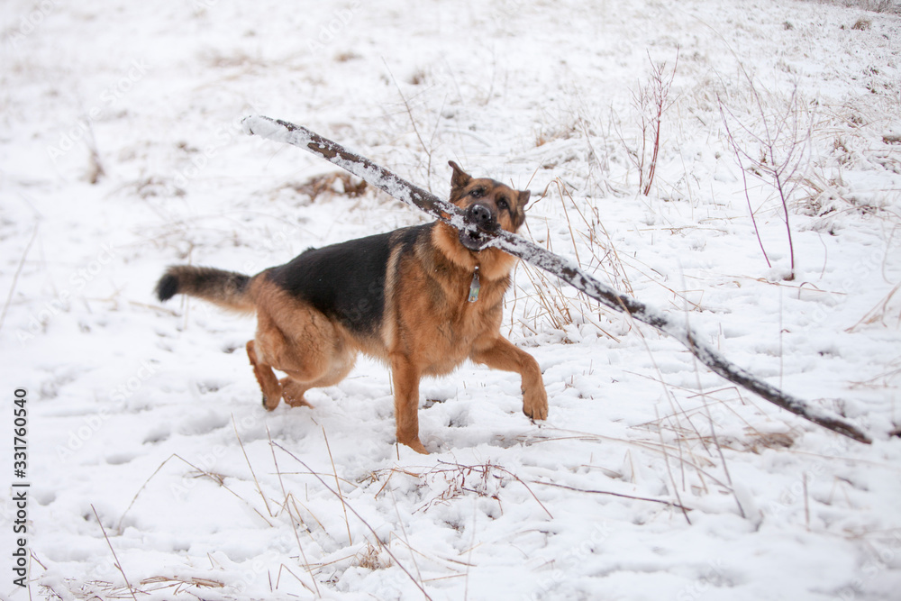 German Shepherd carrying an extra large stick through the snow.
