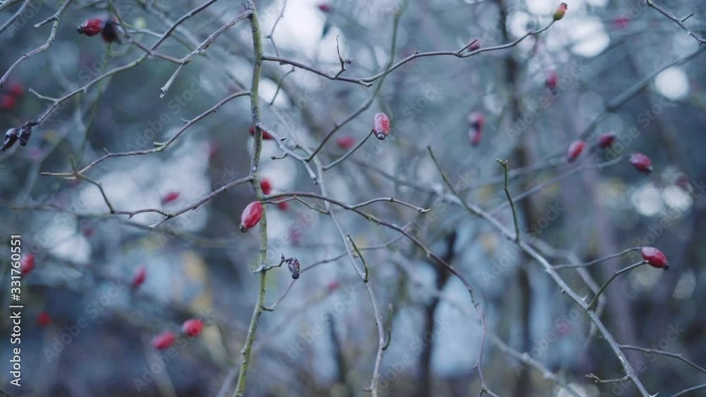 Close up to a tree with fruit, in Autumn. Close up to a tree with fruit, in Autumn.