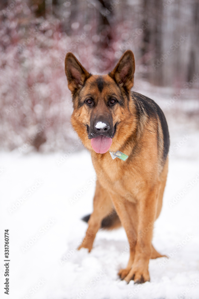 German Shepherd with snow on its nose standing in the snow at the edge of a forest.